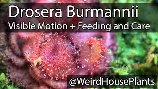 Drosera Burmannii Plant Feeding + Care (and motion in real time!)