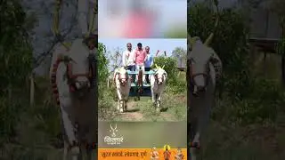 बैलांचा खांद्यावर जु कधी ठेवले जाते । Khillar Maharashtrachi Shaan 2023
