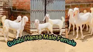 Gulabi Hansa Goat Male Female Kids Alhamdulillah Sold To Mumbai Online Bakre Kharide All India Trp