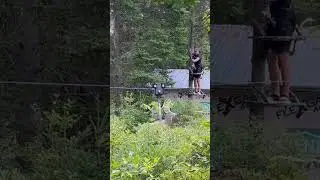 Shooting a Moving Deer