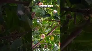 😳Kadamba Tree / Neolamarckia cadamba | Rare tree