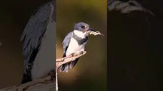 A bird is eating alot.#fishing #shortvideo #wildlife #bird #naturelovers #wonderofnature
