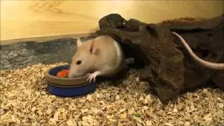 Rat en muis de verzorging