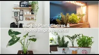 House Plant Chores | Repotting | Trellis | Herb Planter Box🌿