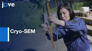 Xylem Water Distribution Visualized by Cryo-SEM | Protocol Preview