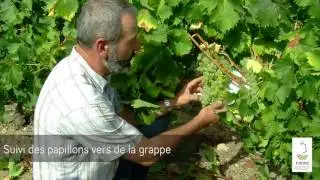 Suivi des ravageurs de la vigne: cicadelle de la flavescence dor&eacute;e et ver de la grappe