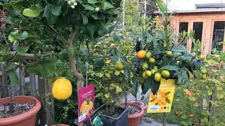 Beware ! Garden Centres are unexpectedly dangerous places, another impulse purchase I didn&rsquo;t need 🤪