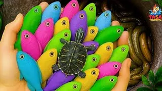 Catch Freshwater Aquarium Fish in Colorful Giant Eggs, Betta Fish, Discus, Goldfish,Turtles, Eels..