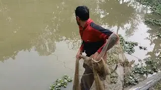 Village Net Fishing In Pond || Best Fishing video In village Life..#fish #jrfishingbd #youtube 