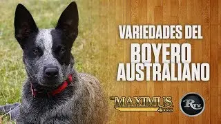✅🐕 Pastor Ganadero Australiano Características | Rysol TV