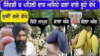 ਆ ਵਾਲੇ ਫਲਾਂ ਦੇ ਬੂਟੇ ਮੈਂ ਤਾ ਜਿੰਦਗੀ ਵਿੱਚ ਪਹਿਲੀ ਵਾਰ ਵੇਖੇ ਤੁਹਾਡਾ ਪਤਾ ਨਹੀਂ || fruit plant nursery