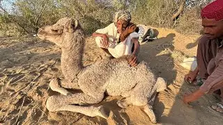Desert Wisdom: An Elder Man Helping a Weak Newborn Camel Calf