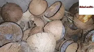 pol katu business karala masekata lakshayak hoyamu - පොල් කටු බිස්නස් කරලා මාසෙකට ලක්ශයක් හොයමු
