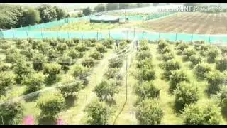 Pomogrenate Cultivation Success Story II Karnataka Farmer