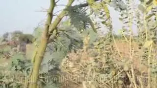 Acacia Nilotica Trees/Babool Tree at Bhinmal Poshana road.Gum Arabic Plant.Indian Babul tree.India