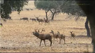 Los sonidos de la sierra, Andújar y Marmolejo. Jaén