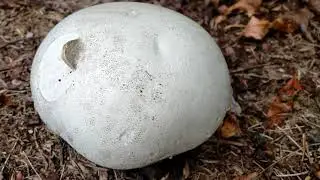 Agaricaceae Mushroom 🍄 (edible or deadly)!