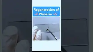 Regeneration of Planaria 🪱 #biology #planaria #experiment