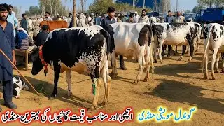 Gondal Mandi latest update 20 Jan2026!jersey cow mandi Punjab!Sahiwal cow for sale today!#cow#dairy
