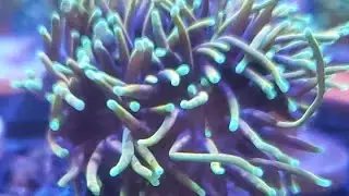 New Coral Walkthrough Live 5-7-2020
