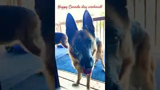 Canadian Shepherds #canada #canadiandogs #germanshepherd #gsdshorts #dogs #gsdforever #gsdlife #luv