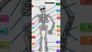January 24, 2026 #humanskel#new #ytshorts #viral #shortsfeed #biology #topic #trandingshorts ☠️💀🙆