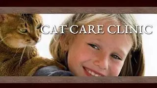 Cat Care Clinic Bellevue | Feline Exclusive Veterinary Medicine