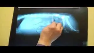 Pet Tips - Arthritis in Cats
