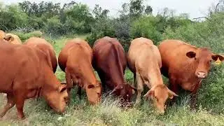 The Cattle Range Listing # 907C690-201