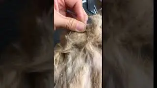серьезно спутанная кошка