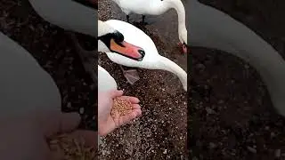 Swan eats out of my hand