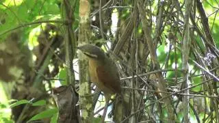 Ochre-breasted Foliage-Gleaner - Philydor lichtensteini (Cabanis & Heine, 1859)