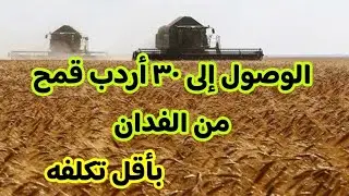 برنامج تسميد القمح الأقوى على الإطلاق