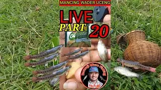 LIVE Umpan Paling jitu  Go Potato Mancing Wader Uceng Kail Neo Carbon biru 0,5 joss jis