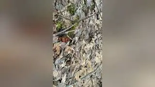 Michigan Morels