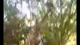 carling tree