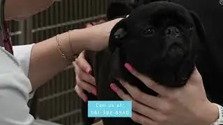 Internal medicine services at Boca Veterinary Clinic