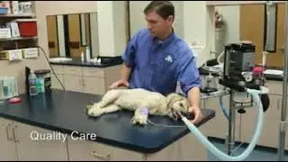 Coddle Creek Animal Hospital