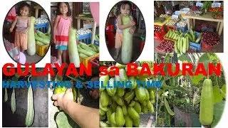 GULAYAN SA BAKURAN ( HARVESTING & SELLING TIME)