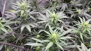 Big Fat Blue Dream Buds!!!