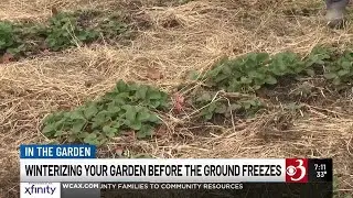 In the Garden: Winterizing your garden before the ground freezes