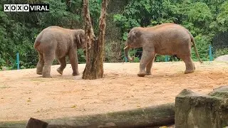 Animal World Episode 76 | Amazing Daily Life of Smart and Cute Elephants in The Zoo