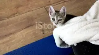 #nocopyright #nocopyright #gratis #bebas video kucing lucu
