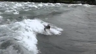 Bremgarten 2015 06