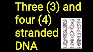 Triple and Quadruple DNA