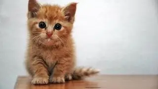 Funny Cats Compilation 2017 - Best Funny Cat Videos Ever