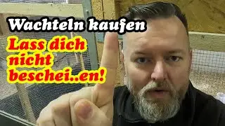 Wachteln kaufen - Geschlecht erkennen mit Beckenabstand & keine Hähne untergejubelt bekommen