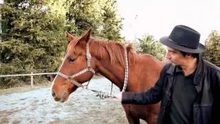 Equi Coaching-Formation et Coaching assist&eacute; par le cheval - NOUVEL ACTE