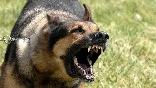 Apparently Dogs Love Eating Human Faces