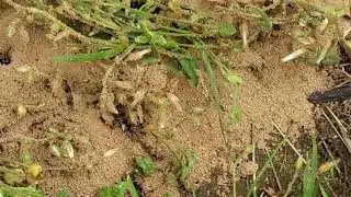 Digger Bees Scare Homeowner and Grandkids in Middletown, NJ